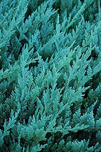 Juniper Blue Chip | Live Gallon Size Plants | Juniperus Horizontalis | Evergreen Cold Hardy Drought Tolerant Groundcover