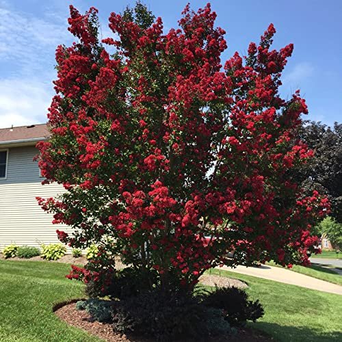 Crape Myrtle Dynamite Red | Live Plants | Vivid Red Blooms & Hardy Growth, Live Plant, Ornamental Shrub for Striking Garden Display