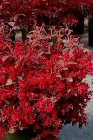 Loropetalum Red Chocolate I Live Plants I Chinese Fringe Flower I Deep Burgundy Foliage with Pink Flower Accents | Low|Maintenance, Drought|Resistant Shrub