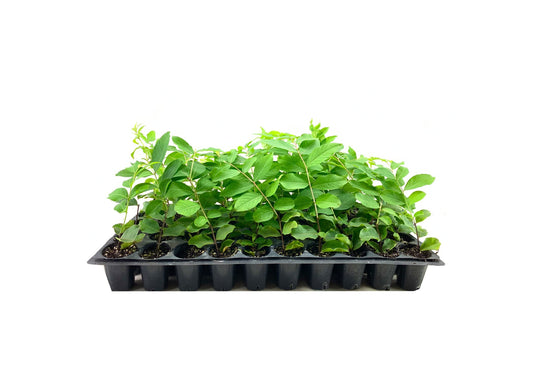 Crape Myrtle Natchez | Live Plants | Lagerstroemia Indica | Beautiful Low Maintenance White Blooming Flowering Tree