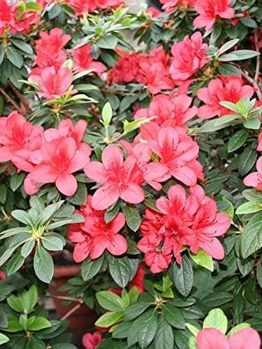 Azalea Duc De Rohan Plants | Live Seedlings | Rhododendron Duc De Rohan | Perfect for Colorful Hardy Gardens | Vibrant Salmon|Pink Colored Blooms