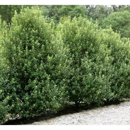 Pittosporum Green | Extra Large 3 Gallon Plants | Pittosporum Tobira | Lush Privacy Hedge | Easy|Care Landscape