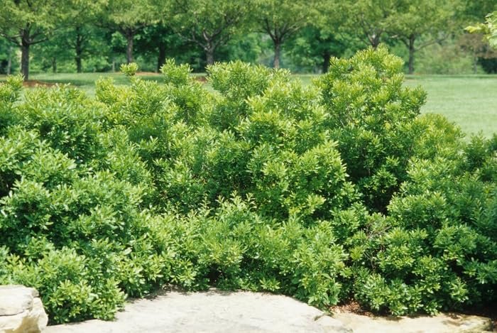 Wax Myrtle Don's Dwarf I Live Plants I Myrica Cerifera | Compact Evergreen Shrub with Aromatic Foliage, Ideal for Small Spaces, Hedges, & Landscape Accents
