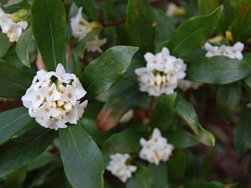 Fragrant Tea Olive Shrub | Extra Large 3 Gallon Plants | Osmanthus Fragrans Blooming Specimen