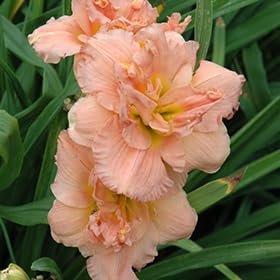 Daylily Siloam Double Classic I Live 3 Inch Pots I Hemerocallis I Peach Colored Flowers