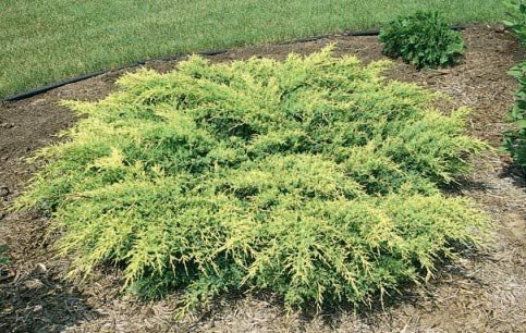 Gold Star Juniper | Live Plants | Juniperus Chinensis | Drought Tolerant Cold Hardy Evergreen Ground Cover