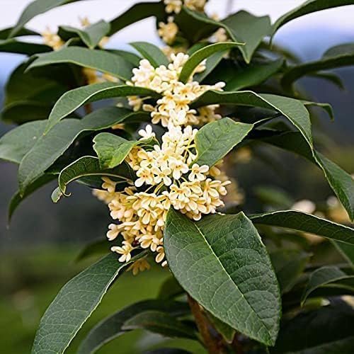 Fragrant Tea Olive | Live Gallon Size Plants | Osmanthus fragrans | Ideal for Gardens & Landscaping | Easy|to|Grow Evergreen Shrub | Delightful Sweet Scent | Decorative & Versatile