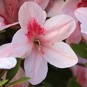Azalea Duchess of Cypress | Extra Large 3 Gallon Plant | Vibrant & Blossoming Shrub, Stunning Spring Blooms, Perfect for Gardens, Borders, and Landscape Accents