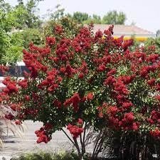 Crape Myrtle Dynamite Red | Extra Large 3 Gallon Plants | Vivid Red Blooms & Hardy Growth, Live Plant, Ornamental Shrub for Striking Garden Display3