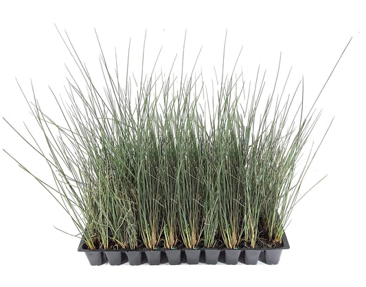 Blue Arrows Rush Grass | Juncus Inflexus | Live Plants | Drought Tolerant Low Maintenance