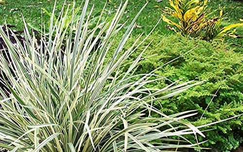 Aztec Grass | Live Quart Size Plants | Variegated Liriope | Ophiopogon Intermedius Argenteomarginatus