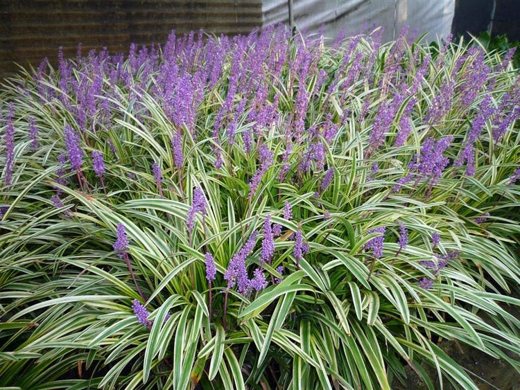 Variegated Liriope Muscari 'Silvery Sunproof' | Live Plants | Blooming Evergreen Groundcover