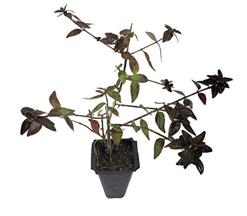 Abelia Grandiflora Edward Goucher | Live Plants | Flowering Deer Resistant Butterfly Attracting Shrub