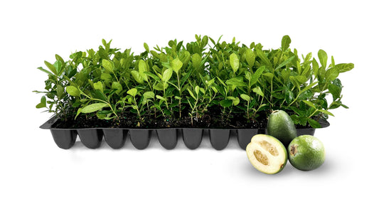 Pineapple Guava | Live Plants | Feijoa Sellowiana | Edible Fruit and Flowering Foliage