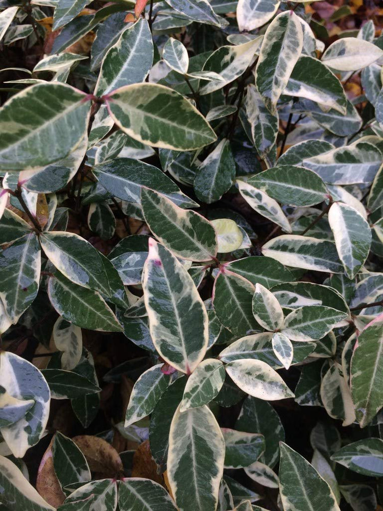 Variegated Asiatic Jasmine Minima | 50 Live Plants | Trachelospermum Asiaticum 'variegatum' | Evergreen Groundcover