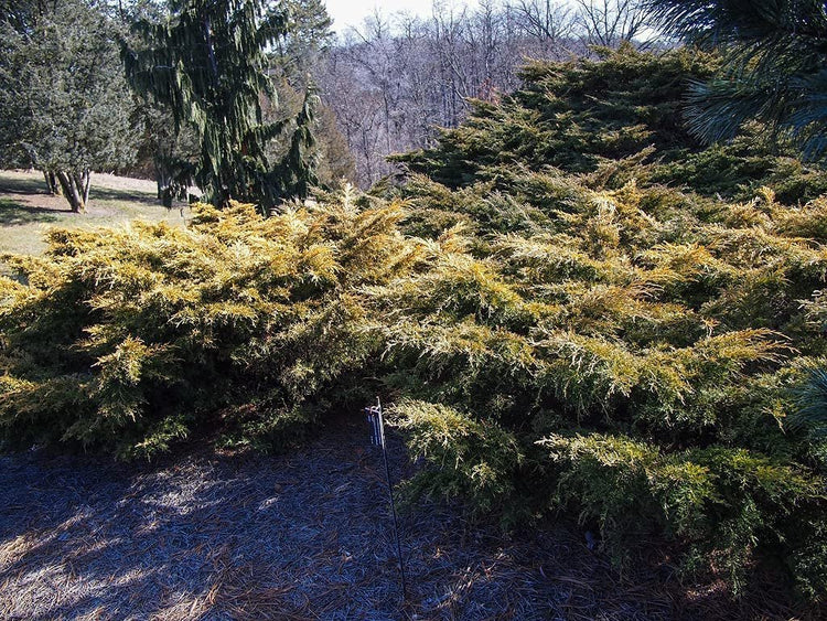 Juniper Saybrook Gold | Live Gallon Size Plants | Juniperus Chinensis | Cold Hardy Evergreen Groundcover