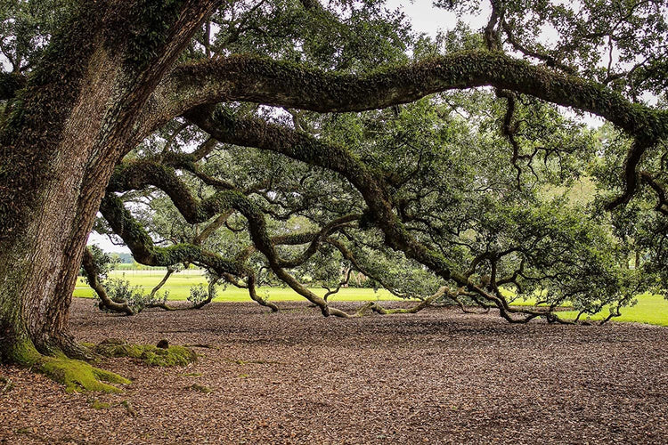 Southern Live Oak Tree | Quercus Virginiana | Live Plants | Durable Picturesque Shade Tree | Dark Green Foliage