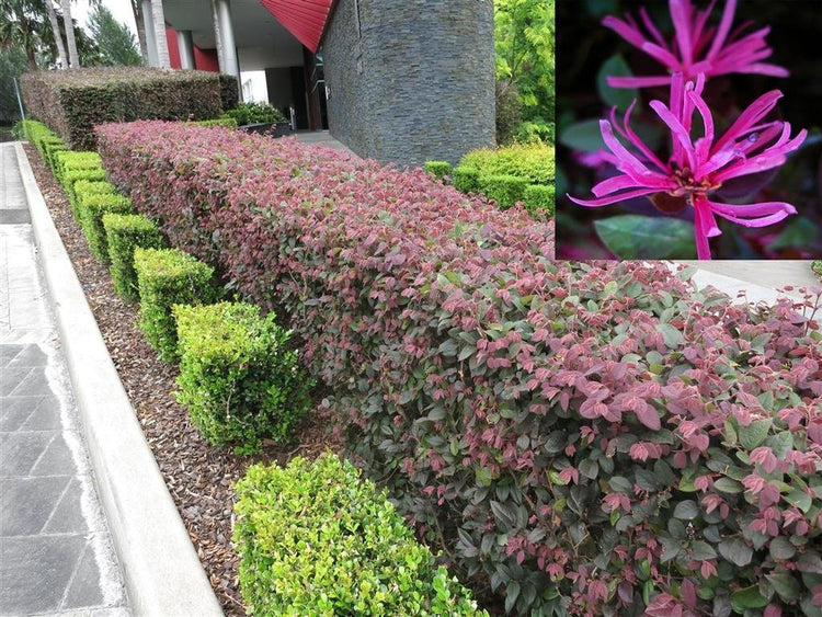 Loropetalum Chinese Fringe Flower Plum Delight | 40 Live Flowering Plants