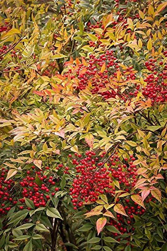 Heavenly Bamboo | Nandina Domestica | Live Gallon Size Plant | Beautiful & Colorful Low Maintenance Foliage