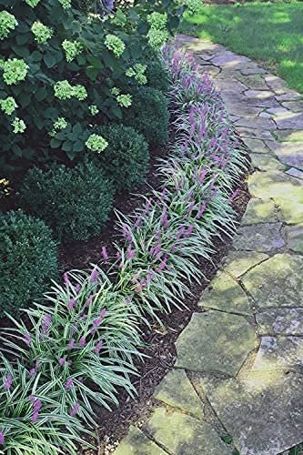 Variegated Liriope Muscari Silvery Sunproof | Large Quart Size Plants | Live Blooming Evergreen Groundcover