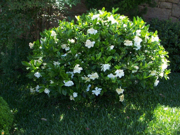 Frostproof Gardenia | Large Gallon Size Plants | Fragrant Blooming Shrub | Gardenia Jasminoides