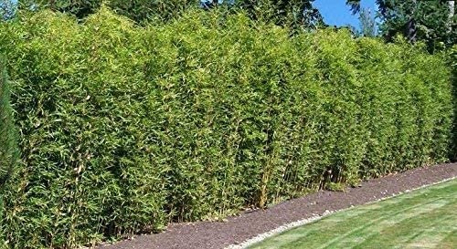 Golden Hedge Bamboo | Extra Large 3 Gallon Plants | Bambusa Multiplex | Clumping Non|Invasive Screening Live Bamboo