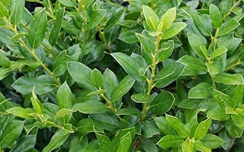Needlepoint Chinese Holly | Ilex Cornuta | Live Quart Size Plant | Low Maintenance Screening Evergreen Hedge