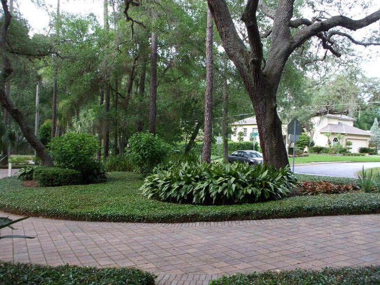 Asiatic Jasmine Minima - Live Inch Plant - Trachelospermum Asiaticum - Drought Tolerant Cold Hardy Evergreen