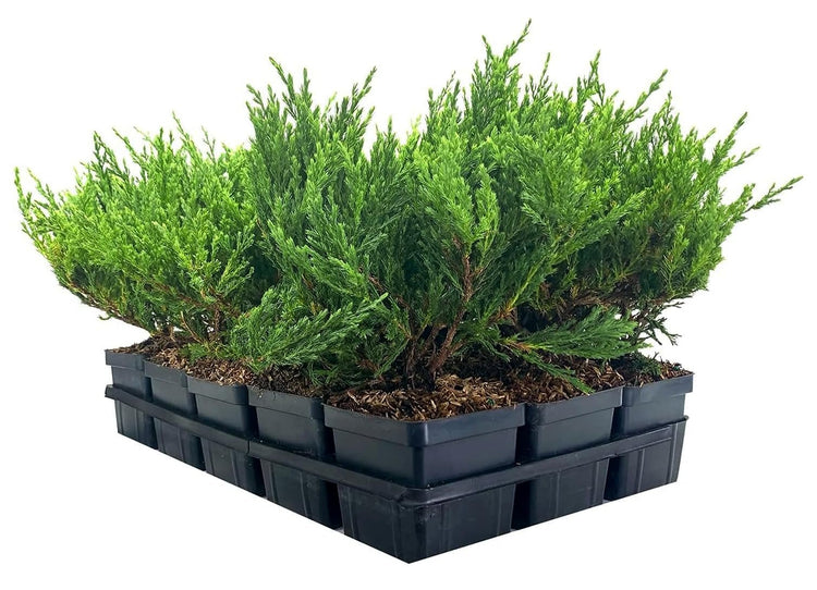 Juniper Andorra Compacta | Live 4 Inch Pot | Juniperus horizontalis ëAndorra Compactaí | Low|Growing Evergreen Ground Cover | Drought|Tolerant Landscaping Plants