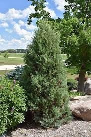 Medora Juniper | Extra Large 3 Gallon Plants | Columnar Evergreen Shrub for Privacy, Landscaping, and Ornamental Gardens | Drought|Resistant & Easy|to|Grow