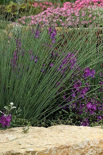 Blue Arrows Rush Grass | Juncus Inflexus | Live Plants | Drought Tolerant Low Maintenance