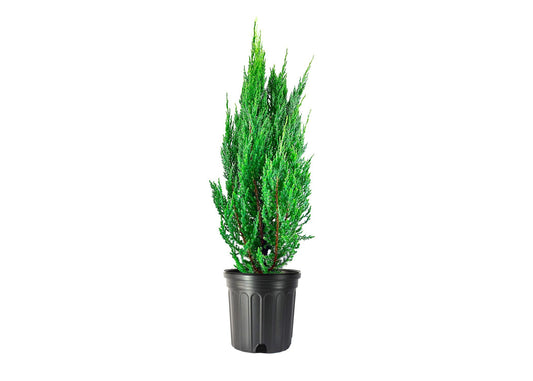 Blue Point Juniper | Large 3 Gallon Tree | Juniperus Chinensis | Evergreen Screening Plants