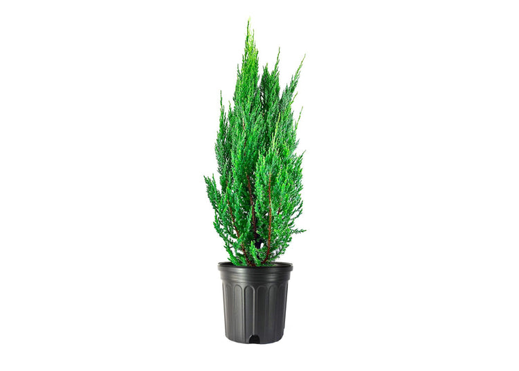 Blue Point Juniper | Large 3 Gallon Tree | Juniperus Chinensis | Evergreen Screening Plants