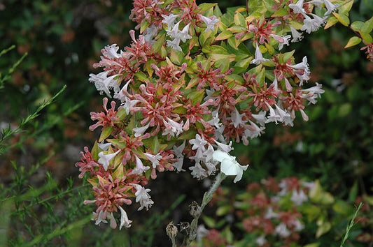 Abelia Francis Mason | Extra Large 3 Gallon Plant | Vibrant & Variegated Foliage, Drought|Tolerant, Low|Maintenance Shrub, Perfect for Landscaping, Borders & Ornamental Gardens