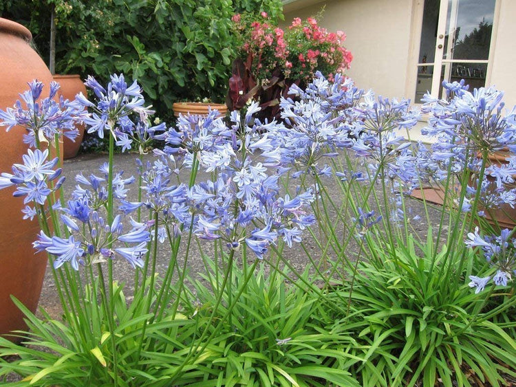 Agapanthus Africanus 'Lily of The Nile' | Live Plants | 2" Pot Size | Blooming Groundcover
