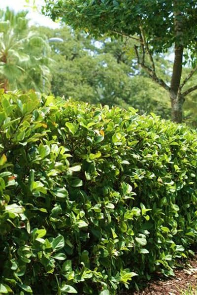 Viburnum Suspensum | Extra Large Gallon Plants | Sandankwa Viburnum | Dense Evergreen Hedge | Year-Round Greenery
