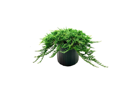 Blue Rug Juniper | Extra Large 3 Gallon Plants | Live Ground Cover Evergreen Shrubs for Landscaping, Garden, Slope Control - Drought Tolerant, Low Maintenance