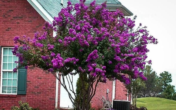Catawba Crape Myrtle Rich Purple Blooms | Live Plants | Drought & Heat Tolerant, Ideal for Year|Round Garden Beauty
