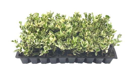 Ligustrum Japonicum Jack Frost Privet | Live Plants | Variegated Evergreen Hedge