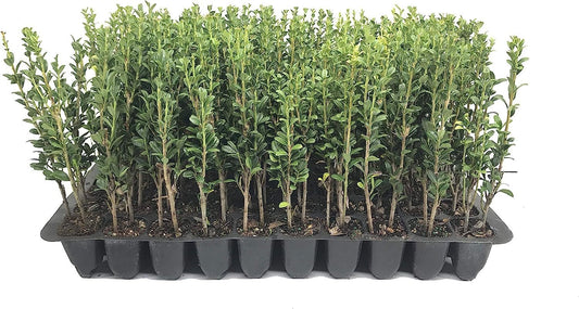 Florida Foliage Sky Pencil Japanese Holly | 230 Live Plants | Ilex Crenata | Formal Low Maintenance Evergreen