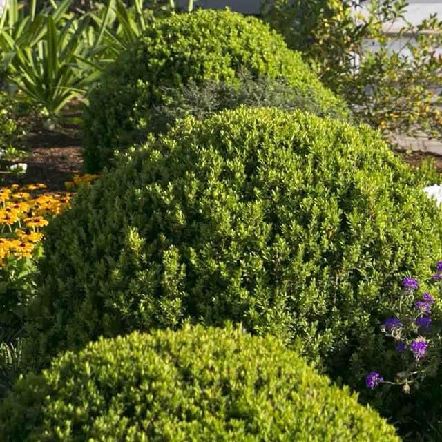 Sunbright Boxwood | Live Plants | Luminous Golden|Yellow Foliage, Perfect for Borders & Landscaping, Year|Round Color & Drought Tolerant, Live Shrub Plant