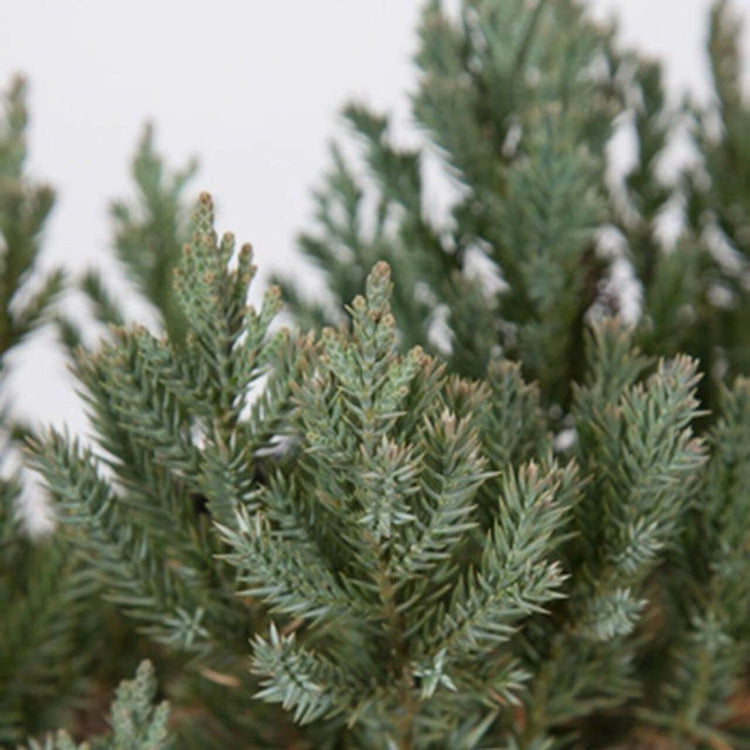 Juniper Parsoni | Large Gallon Size Plant | Juniperus Squamata Expansa Parsons | Drought Tolerant Cold Hardy Evergreen Groundcover