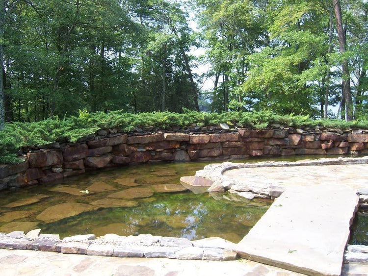 Juniper Parsoni | Large Gallon Size Plant | Juniperus Squamata Expansa Parsons | Drought Tolerant Cold Hardy Evergreen Groundcover