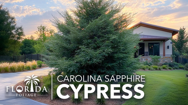 Carolina Sapphire Cypress Tree | Large Gallon Size Plant | Beautiful Evergreen Low Maintenance Cold Hardy Privacy Screen