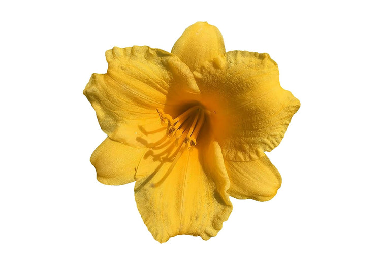 Daylily Stella D' Oro I Live 3 Inch Pots I Hemerocallis | Yellow Flowers I Rich Golden Blooms, Perennial Garden Jewel, Easy|to|Grow for Year|Round Beauty