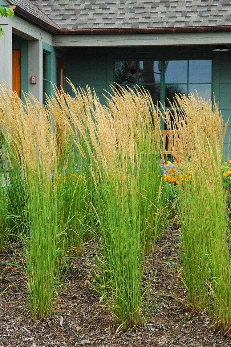 Feather Reed Grass Karl Foerster | Live Plants | Calamagrostis X Acutiflora | Drought Tolerant Cold Hardy Low Maintenance Ornamental Grass