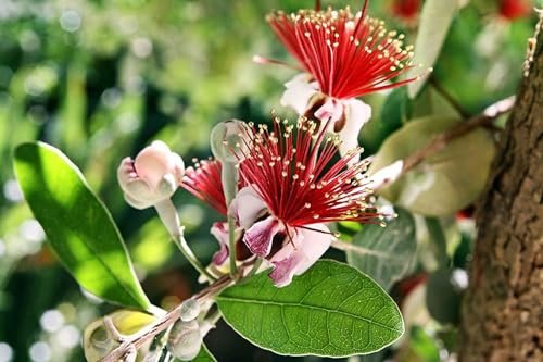 Pineapple Guava | Large Gallon Size Plant | Feijoa Sellowiana | Edible Fruit Shrub and Fragrant Flowering Foliage
