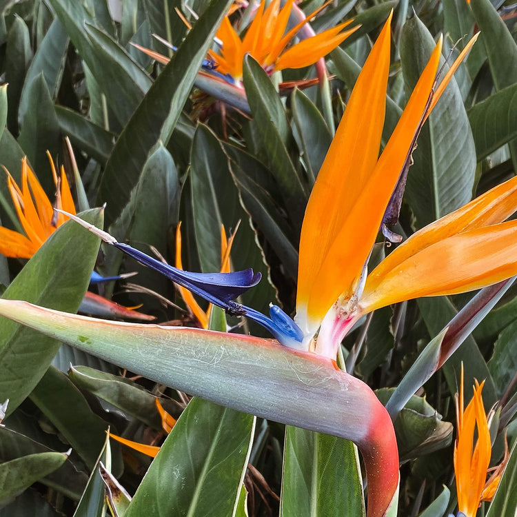 Orange Bird of Paradise | Strelitzia Reginae | Large Live Plant | Tropical Perennial Blooming Specimen