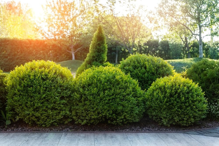 Sunbright Boxwood | Live Plants | Luminous Golden|Yellow Foliage, Perfect for Borders & Landscaping, Year|Round Color & Drought Tolerant, Live Shrub Plant
