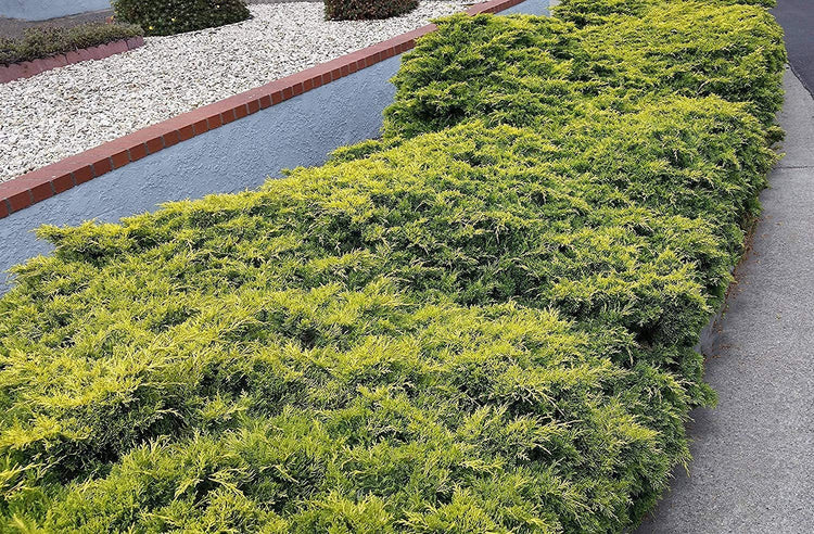 Old Gold Juniper | Live Gallon Size Plants | Juniperus Chinensis | Drought Tolerant Cold Hardy Evergreen Groundcover